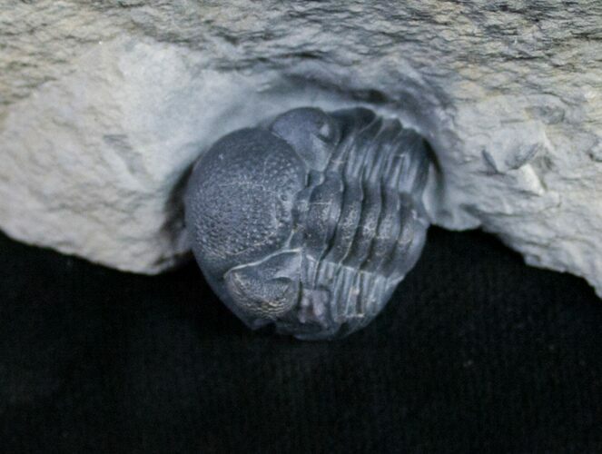 Enrolled Eldredgeops Trilobite From New York #9193